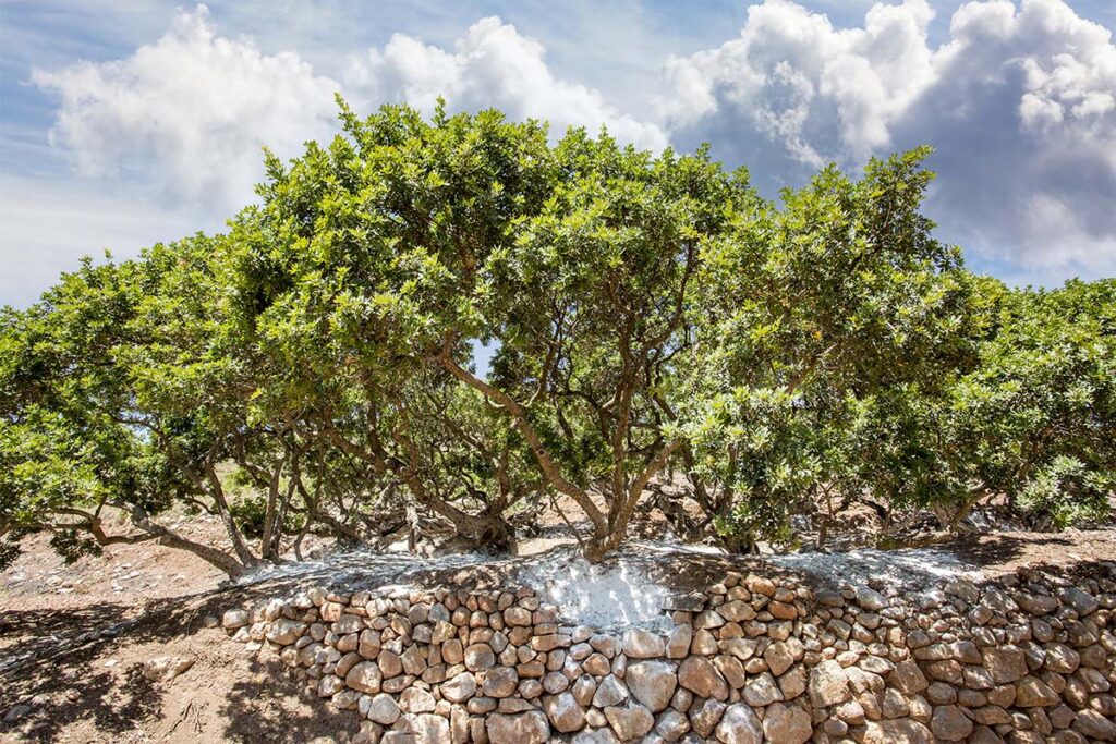 Yum! How This Greek Island Puts the Tree in “Tree”-t!