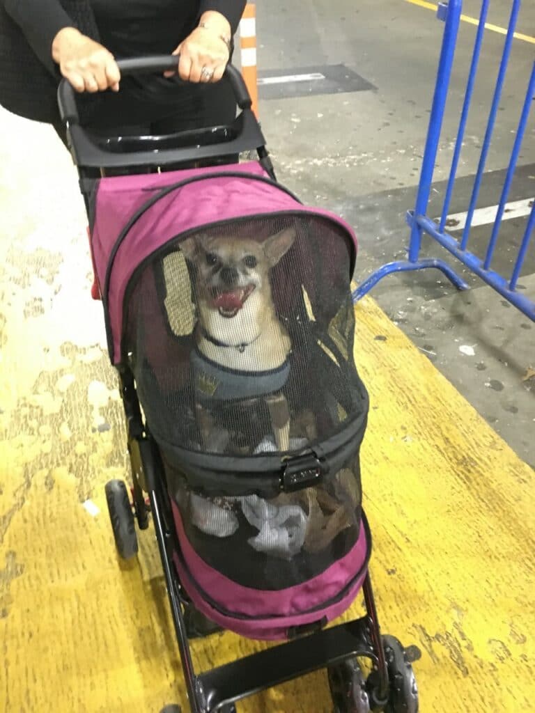 Joey MVP in Stroller