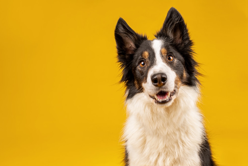 A Border collie smiles on a yellow background.